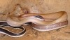 Cave snake - Ridleys Racer - Othriophis taeniurus ridleyi - Thailand