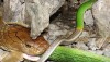 King Cobra Eats Red Tailed Racer Snake - Thailand