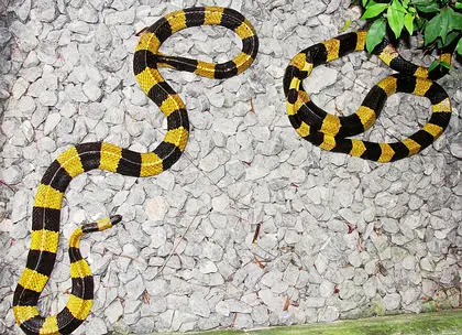 Quite deadly, but shy snakes - see the video below.