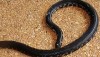 Top of Red Tailed Pipe Snake in Thailand