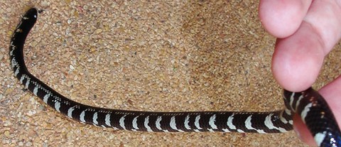 Red Tailed Pipe Snake - non venomous - small. The white