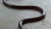 Non venomous, burrowing snake native to southeast asia. Brahminy Blind snake is parthenogetic - can spawn young without males.
