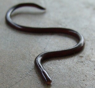 , burrowing snake native to southeast asia. Brahminy Bl