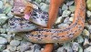 These snakes can be more yellow and brown. This one is quite orange colored.