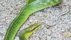 Red Tailed Racer Snake, Non-Venomous, Thailand