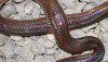 Body of sunbeam snake in Thailand - brown, thick and iridescent scales.