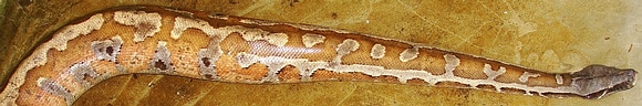 Blood Python from Southern Thailand - Python brongersmai Blood Python from Southern Thailand - Python brongersmai