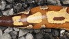 Blood Python Tail - from southern Thailand