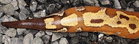 Blood Python Tail - from southern Thailand Blood Python Tail - from southern Thailand