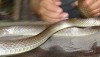 Indochinese Rat Snake - grey, from Thailand - Ptyas fusca