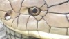 King Cobra - Worst Snake to be Bitten By in Thailand. Death can occur in 10 minutes.