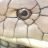 Worst Snake To Be Bitten By in Thailand? The King Cobra.