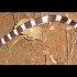 The Deadly Snake Hardest to Identify in Thailand? Krait.