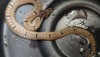 Kukri Snake in Thailand - non venomous, but biting snake found all over Thailand