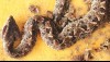 Brown Malayan Pit Viper in Thailand. These are deadly snakes if you don't get immediate treatment.