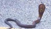 Thailand monocled cobra baby on the road.
