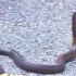 Smallest Deadly Snake in Thailand?
