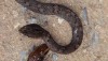 Mock Viper with Dead Skink Meal