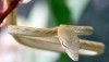 Brown Oriental Whip Snake - Ahaetulla prasina from Thailand