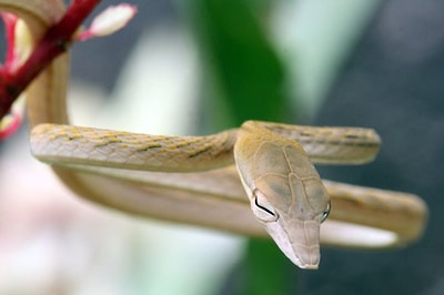 Brown Oriental Whip Snake - Ahaetulla prasina from Thai