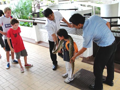 Small boy learning about Burmese Python in Bangkok Snake Show - Queen Saovabha Memorial Institute. Small boy learning about Burmese Python in Bangkok Snake Show - Queen Saovabha Memorial Institute.