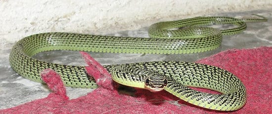 Golden Tree Snake found in Southern Thailand Golden Tree Snake found in Southern Thailand