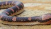 Puff Faced Water Snake - Homalopsis buccata from Nakhon si Thammarat