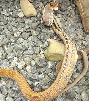 Rat snake thailand