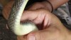 Common rat snake, southern Thailand.