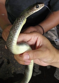 A very common rat snake in Thailand. Common rat snake, southern Thailand.