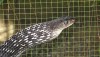 Keeled rat snake from southern Thailand - venomous, but no effect on humans.