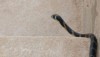Small, juvenile king cobra in Laos, entering the Mekhong River.