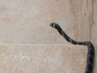 Small King Cobra
