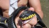 Mangrove snake in Thailand mangroves. Boiga (Cat snake). Boiga dendrophila melanota