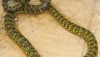 Trimeresurus venustus - Brown Spotted Green Pit Viper - Krabi, Thailand
