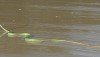 Boiga cyanea - green cat snake on beach in Thailand