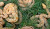 Litter of Rare Thailand Snakes - Python molur-bivittatus