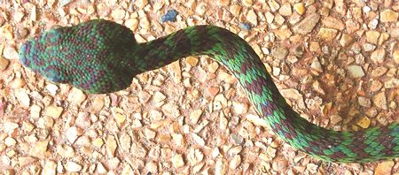 Beautiful Pit Viper