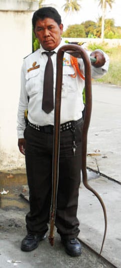 Big Rat Snake Killed in Nonthaburi Big Rat Snake Killed in Nonthaburi