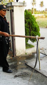 Big Rat Snake in Nonthaburi - 2nd specimen Big Rat Snake in Nonthaburi - 2nd specimen