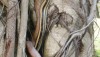 Copperheaded Racer - a Rat Snake in a Bangkok Thailand Tree