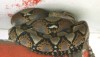 Reticulated Python perched above door in Phuket
