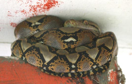 Reticulated Python in Thailand Reticulated Python perched above door in Phuket