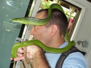 Red Tailed Racer on Man's Head - Gonyosoma oxycephalum Red Tailed Racer on Man's Head - Gonyosoma oxycephalum - not dangerous snake from Thailand.