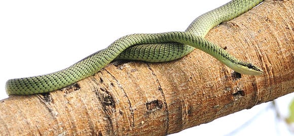 Golden tree snake in Bangkok, Thailand on a palm tree trunk. Golden tree snake, Bangkok, Thailand. Copyright Rich Lindie, used with permission.