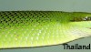 Bright Green Gonyosoma oxycephalum - Red Tailed Racer (Rat Snake) from Southern Thailand