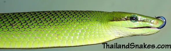 Bright Green Gonyosoma oxycephalum - Red Tailed Racer (Rat Snake) from Southern Thailand Bright Green Gonyosoma oxycephalum - Red Tailed Racer (Rat Snake) from Southern Thailand
