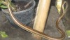 Brown snake with tan stripes, the Indochinese sand snake in Thailand