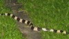 Malayan Blue Krait photo from Borneo, Malaysia.