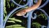 Malayan Pit Viper in Thailand climbing blue fence.